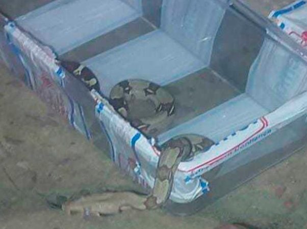 Jiboia é resgatada em loja de departamento na avenida Torquato Tapajós, em Manaus