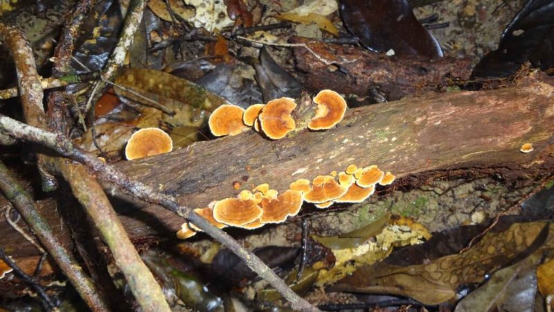 Pesquisa apoiada pelo Governo do Amazonas analisa a importância e os impactos do manejo florestal sustentável