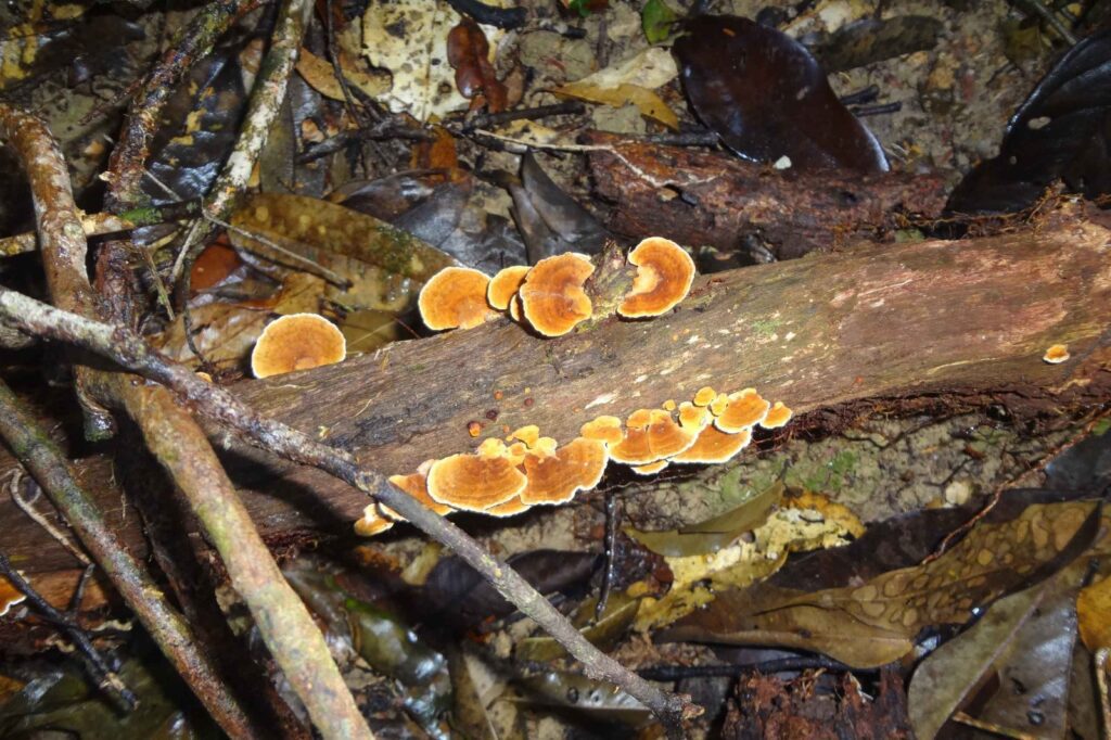 Pesquisa apoiada pelo Governo do Amazonas analisa a importância e os impactos do manejo florestal sustentável