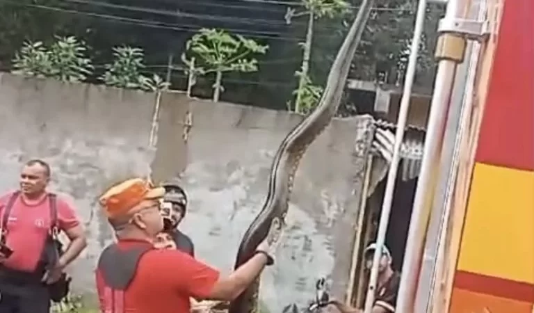 Sucuri é encontrada por moradores perto de casas e resgatada pelos bombeiros em Manaus; veja