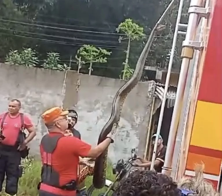 Sucuri é encontrada por moradores perto de casas e resgatada pelos bombeiros em Manaus; veja