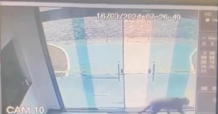 Onças são flagradas dentro de posto de saúde no Amazonas