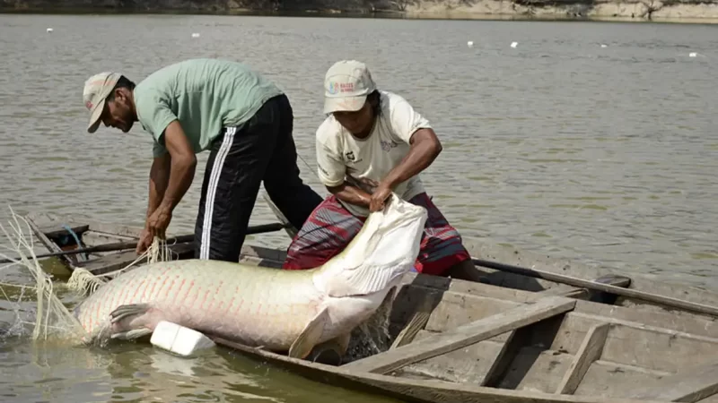 Peixes têm quantidade limitada para captura em 2024
