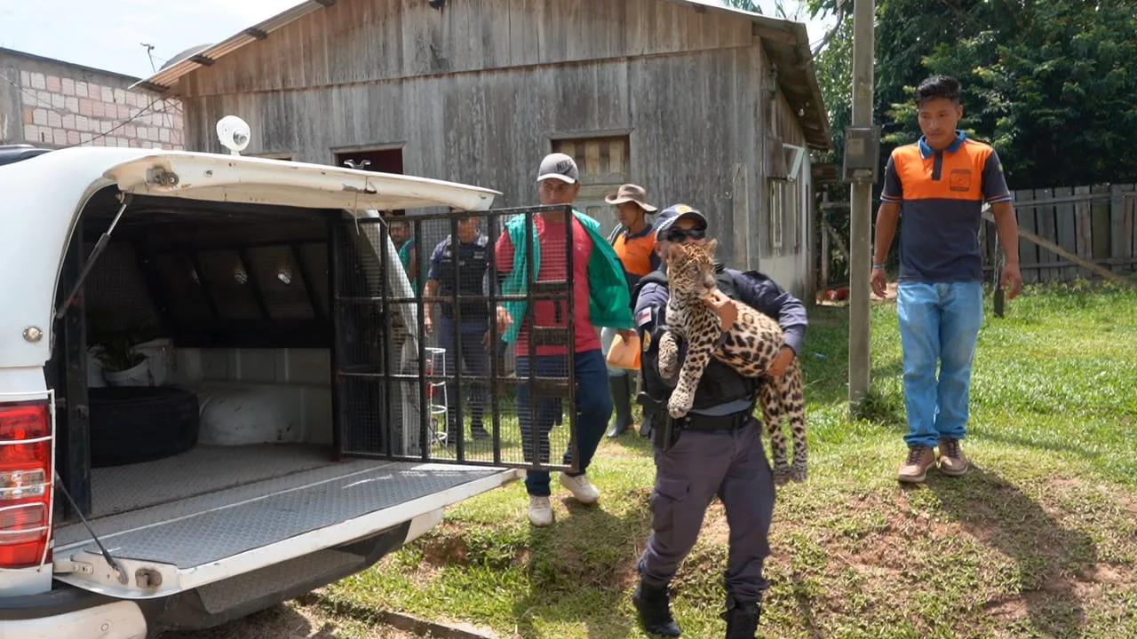 Filhote de onça-pintada criado como ‘pet’ é resgatado no Amazonas