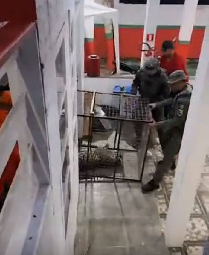 Onça-pintada invade batalhão dos bombeiros no Amazonas e morre antes de ser devolvida para a floresta