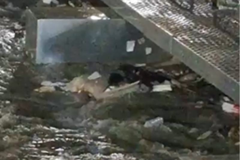 Corpo de homem é encontrado preso a ecobarreira em igarapé de Manaus