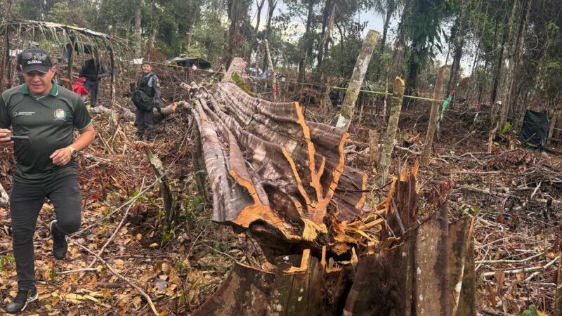 Em Parintins, Polícia Militar do Amazonas prende cinco homens por desmatamento e queimada ilegal