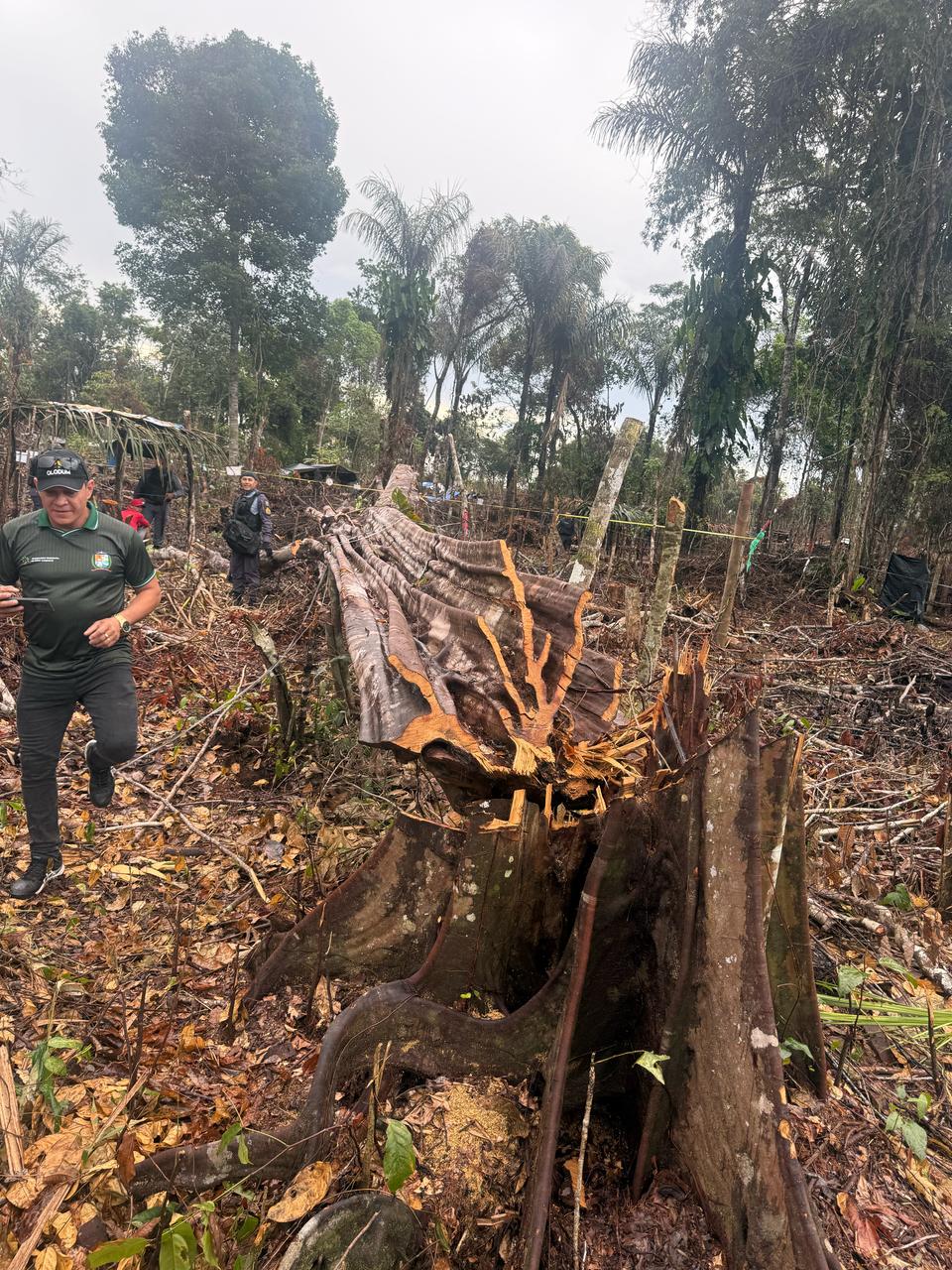 Em Parintins, Polícia Militar do Amazonas prende cinco homens por desmatamento e queimada ilegal