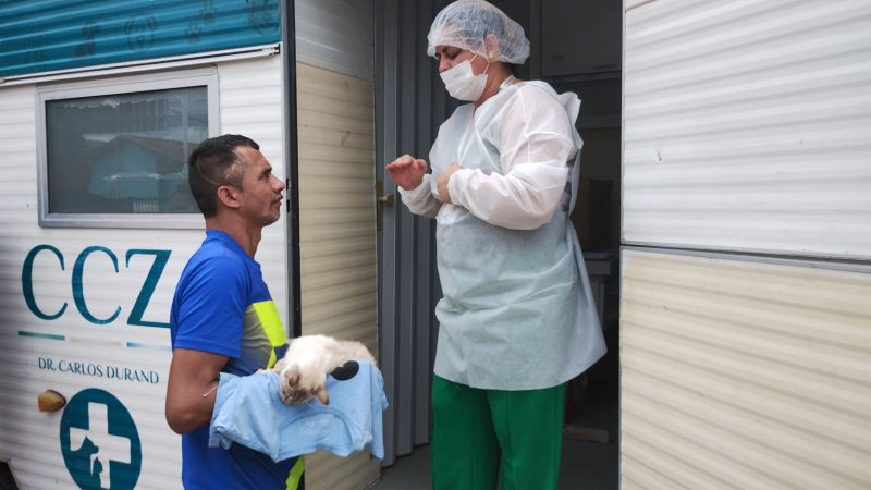 Prefeitura de Manaus abre sistema de agendamento do CCZ para castração de cães e gatos