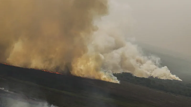 Dino homologa parcialmente plano anti-incêndios na Amazônia e Pantanal