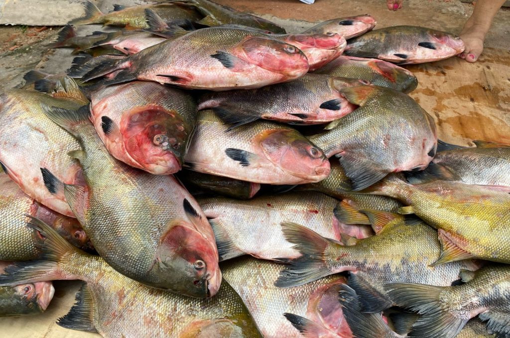 Governo do Amazonas entrega 2 toneladas de pescado para comunidades indígenas de Manaus