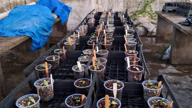 Estudo apoiado pelo Governo do Amazonas analisa potencial ornamental de folhas e frutos