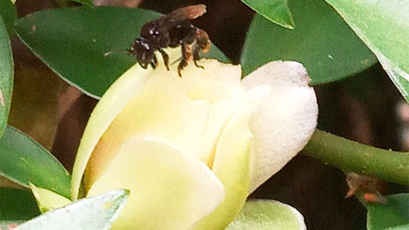 Inseticidas são ameaças a abelhas e frutos no AM, alerta pesquisadora
