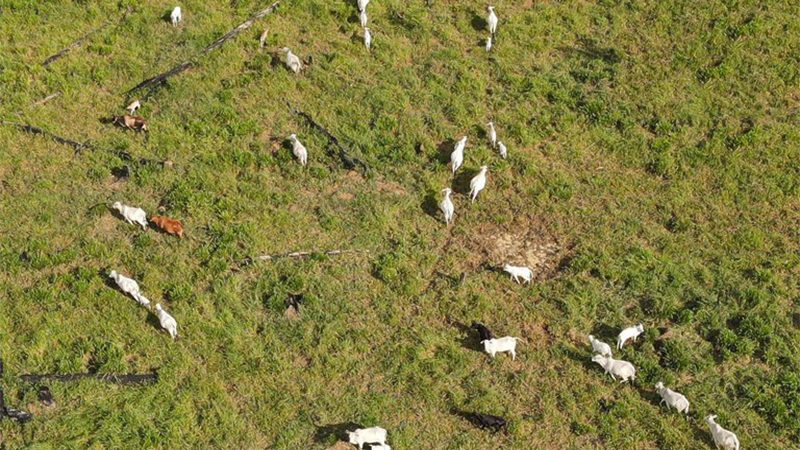 Entenda o projeto de lei federal sobre concessão de autorização ambiental
