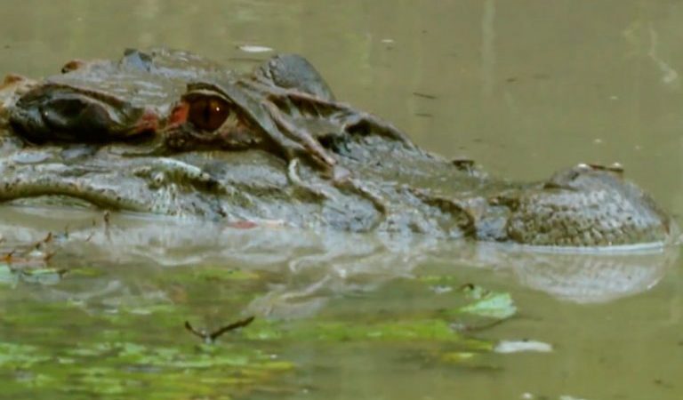 Justiça reconhece a morte de homem devorado por jacaré no Amazonas