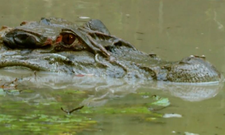 Justiça reconhece a morte de homem devorado por jacaré no Amazonas