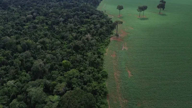 Trópicos registram perda recorde de floresta primária