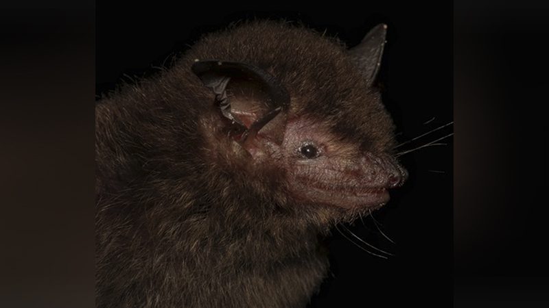 Novo morcego descoberto no Brasil é ‘devorador’ de insetos