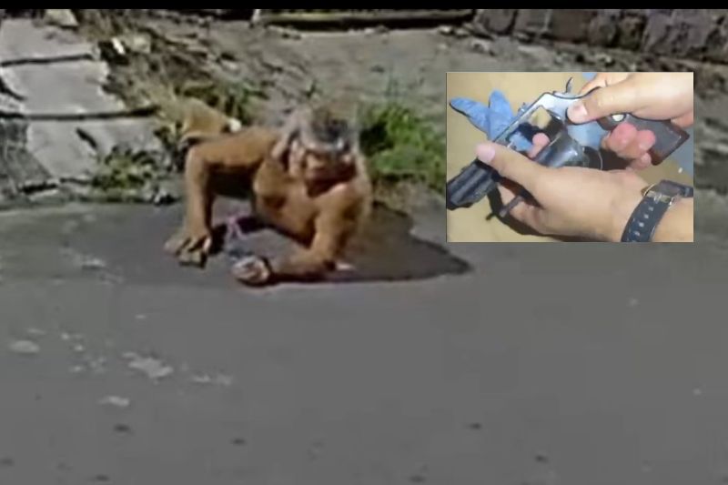 Suspeito de matar casal quebrou perna ao esconder arma, diz delegado