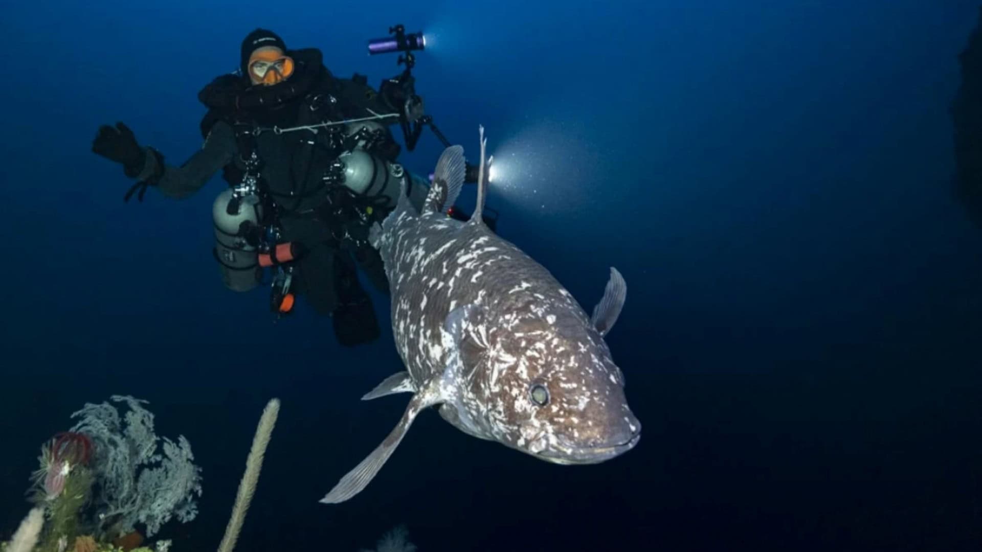 Mistério das águas: peixe dinossauro é visto pela primeira vez na natureza