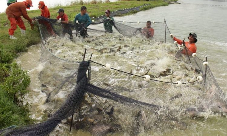 Ufam realizará estudo sobre converter resíduos da pesca em energia