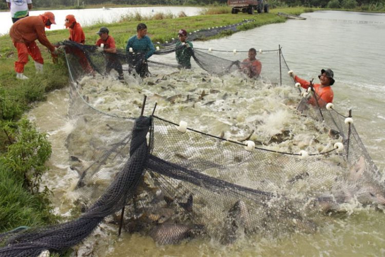Ufam realizará estudo sobre converter resíduos da pesca em energia