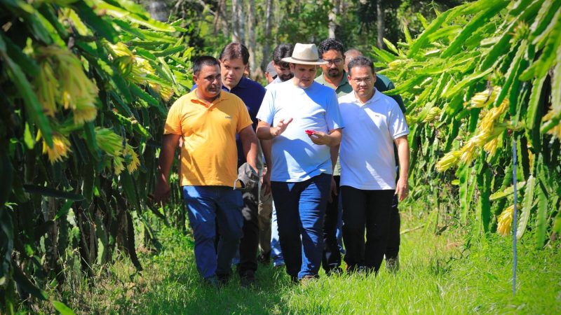 Prefeito em exercício Renato Junior visita plantação de pitaya no ramal do rio Branquinho