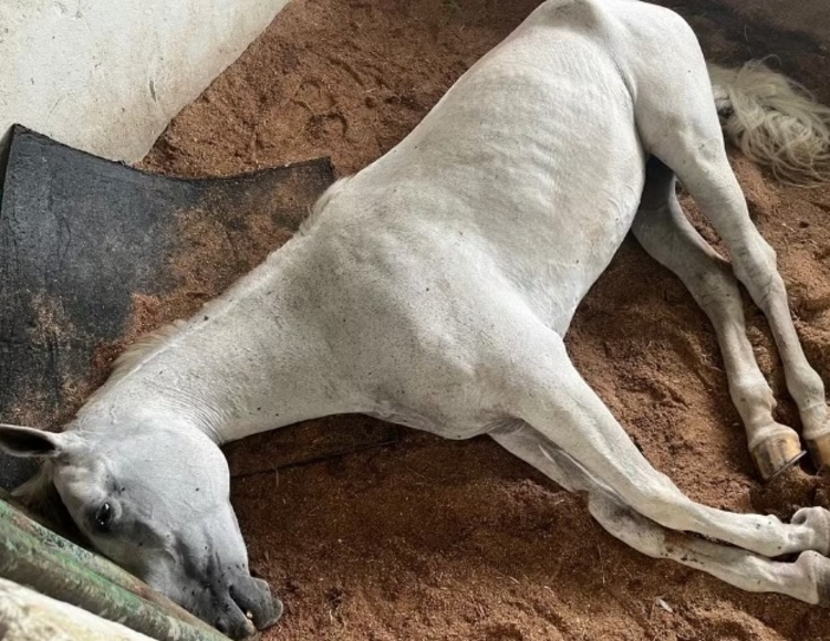 Contaminação inédita em ração matou 245 cavalos em 4 Estados, afirma Mapa