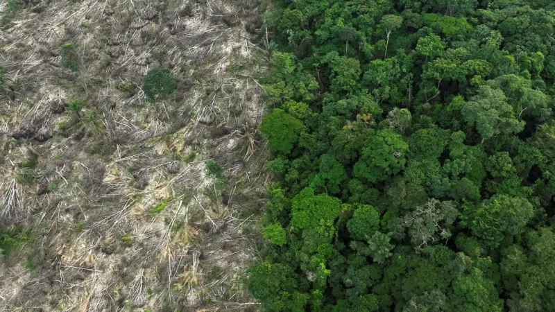 Brasil perdeu 111,7 milhões de hectares de áreas naturais em 40 anos
