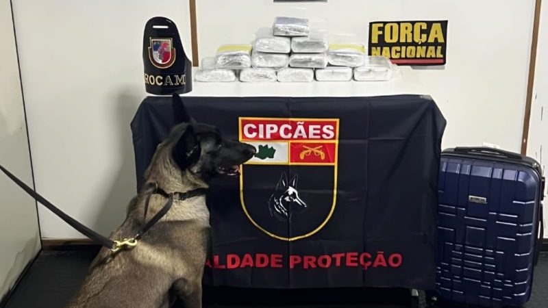 Cadela fareja droga em barco e policiais encontram pasta-base de cocaína em malas