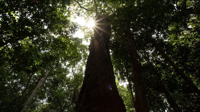 Amazonas tem queda de 93,4% nos registros de focos de calor em julho de 2025