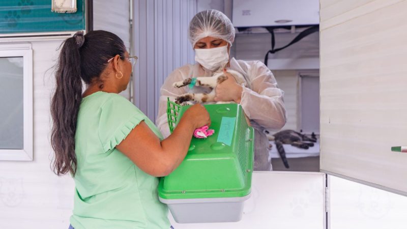 Manaus oferta 320 vagas para castração gratuita de cães e gatos na Zona Norte; saiba como agendar