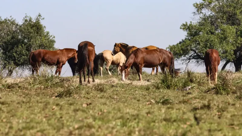 Três pessoas tiveram encefalite equina venezuelana no AM, diz Fiocruz