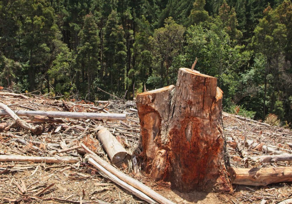 Estudo aponta que desmatamento é responsável por cerca de 75% da diminuição de chuvas na Amazônia