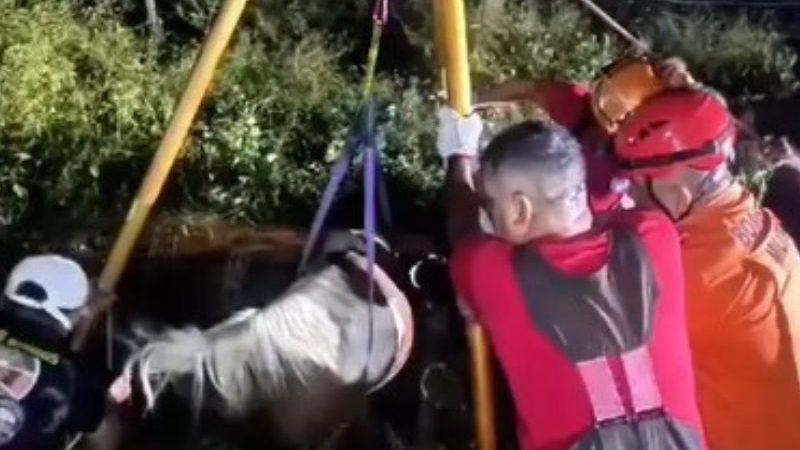Cavalo é resgatado por bombeiros após cair em fossa em construção no AM