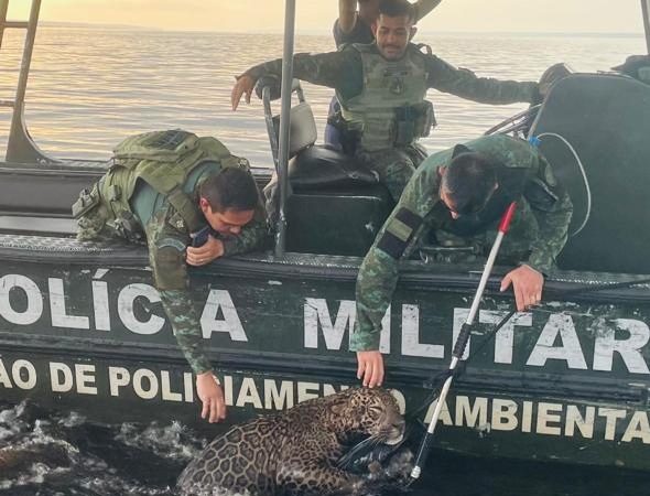 Polícia Militar do Amazonas resgata onça ferida por disparos de arma de fogo no Rio Negro