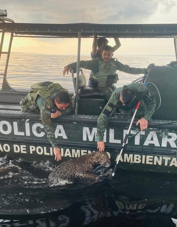 Polícia Militar do Amazonas resgata onça ferida por disparos de arma de fogo no Rio Negro