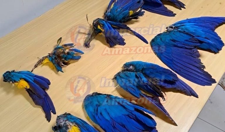 Homem é preso em flagrante pela polícia federal e polícia rodoviária Federal,por desmatamento ilegal e caça de aves ameaçadas, na BR-174