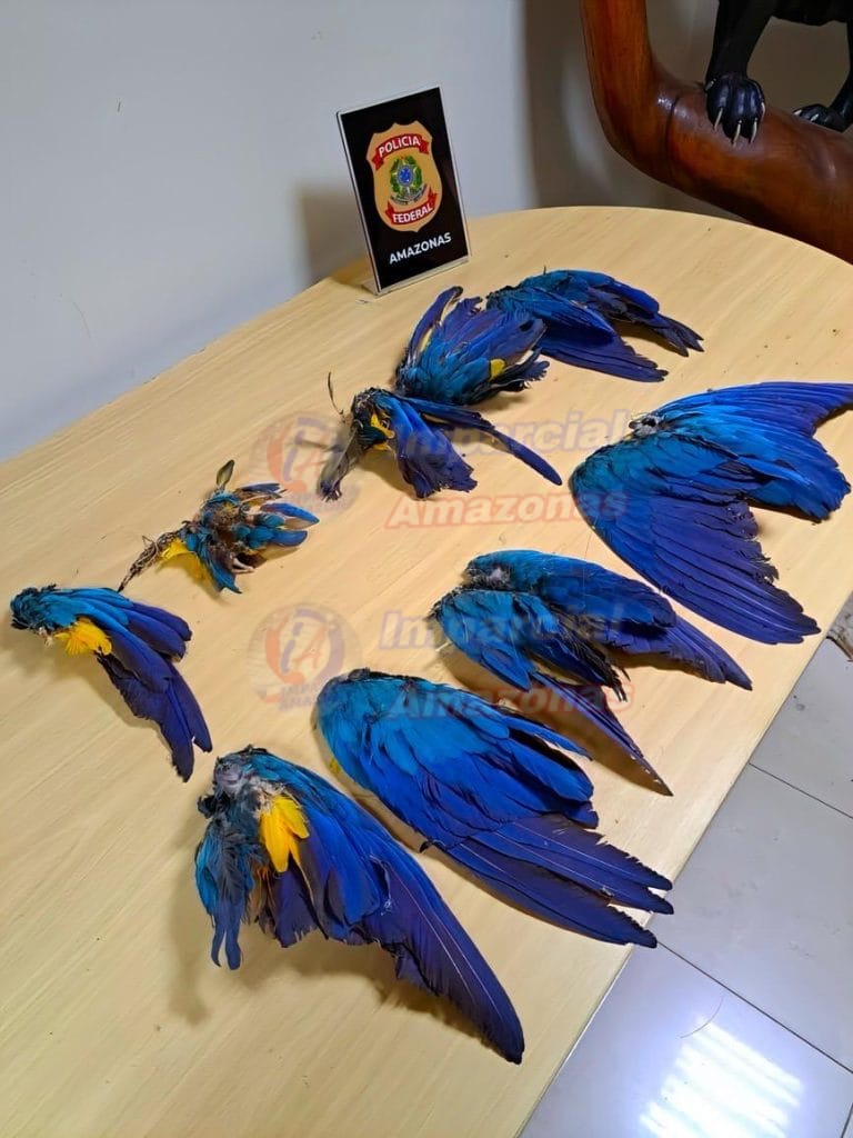 Homem é preso em flagrante pela polícia federal e polícia rodoviária Federal,por desmatamento ilegal e caça de aves ameaçadas, na BR-174