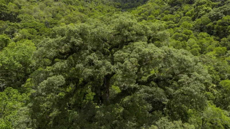 Mata Atlântica perde 2,4 milhões de hectares em 40 anos