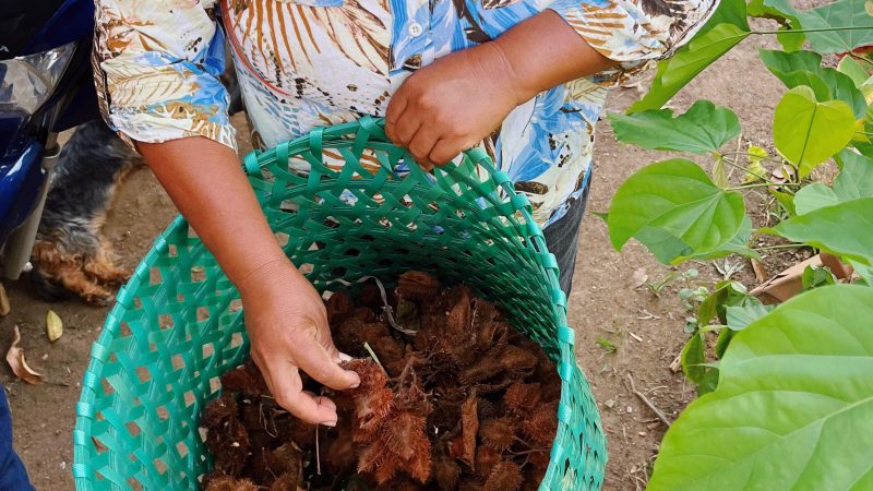 Tecnologia na Amazônia: entenda como inovação tecnológica monitora impacto ambiental e trabalho de agricultores
