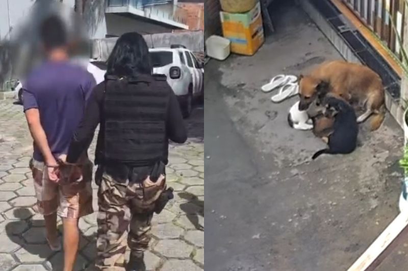 Homem denuncia companheiro por maus-tratos a cães em Manaus