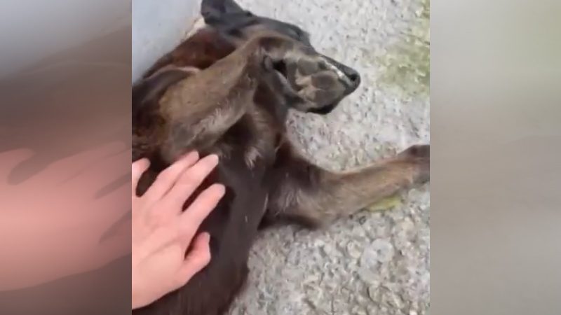 Polícia procura autores de maus-tratos e morte do cão ‘Orelha’