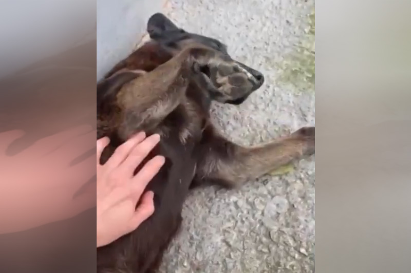 Polícia procura autores de maus-tratos e morte do cão ‘Orelha’