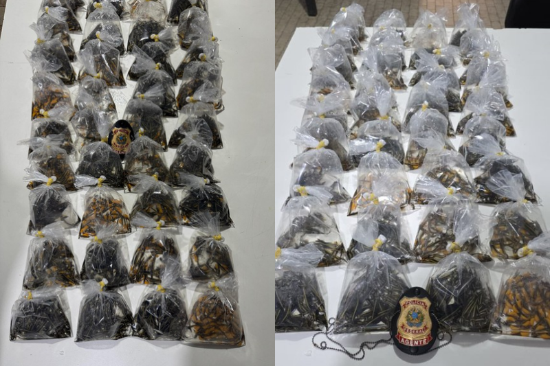 PF prende homem por contrabando de peixes ornamentais da Amazônia