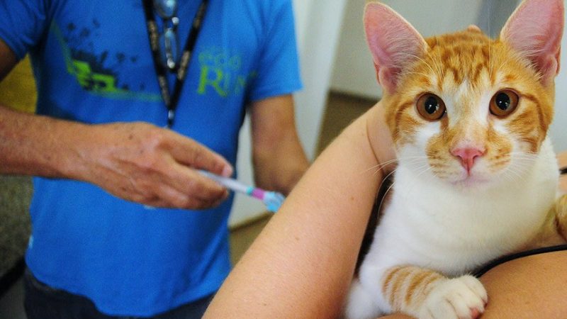 Lei oficializa Julho Dourado para promover saúde animal e prevenir zoonoses