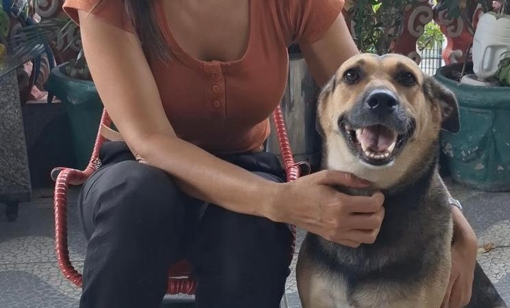 Cachorro fica com a cabeça presa em mureta de residência e Bombeiros são acionados para o resgate