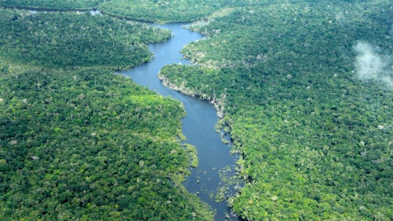 Desmatamento no Amazonas cai 56,4% em janeiro de 2026, aponta Inpe