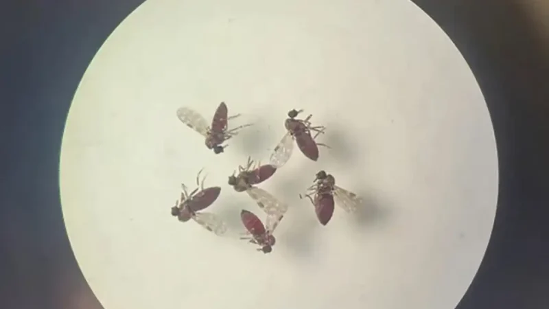 Subnotificados, casos de Oropouche atingem 2% da população brasileira