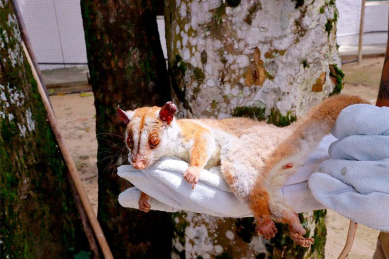Cuíca-lanosa, espécie rara de marsupial, é resgatada ferida em Manaus